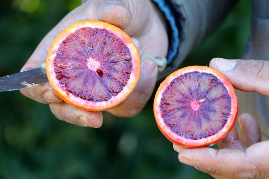 Bu portakal kan ağlıyor: Kilosu 12 TL! Yurt dışından yoğun talep görüyor 14